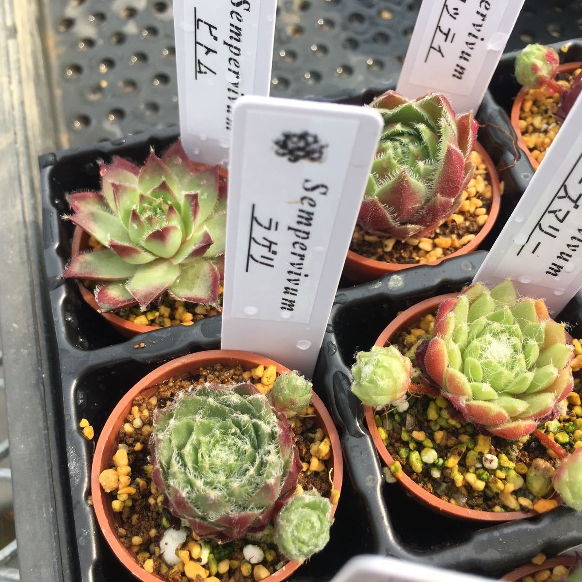多肉植物 センペルビウム バラエティ9点セット 寄せ植え ガーデニング
