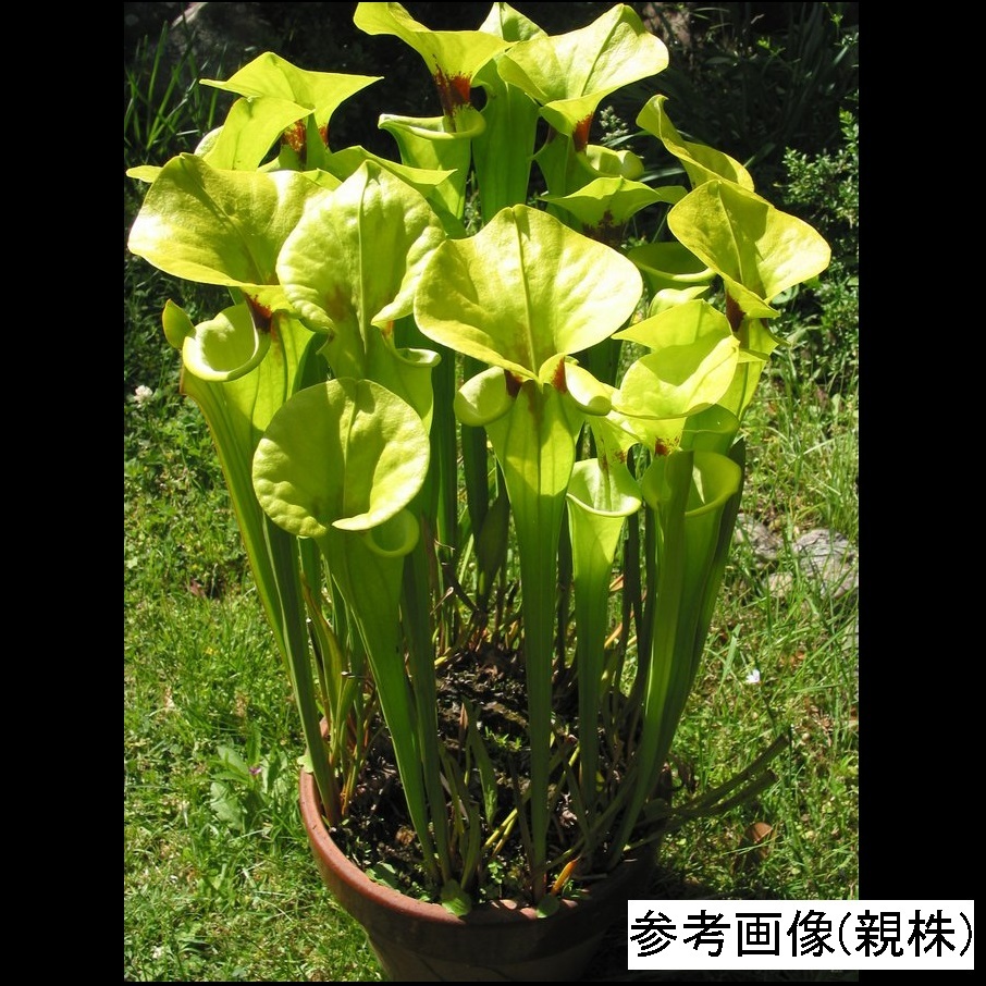 食虫植物 3株 サラセニア フラバ レッドスロート Sarracenia Flava Red Throat その他 売買されたオークション情報 Yahooの商品情報をアーカイブ公開 オークファン Aucfan Com