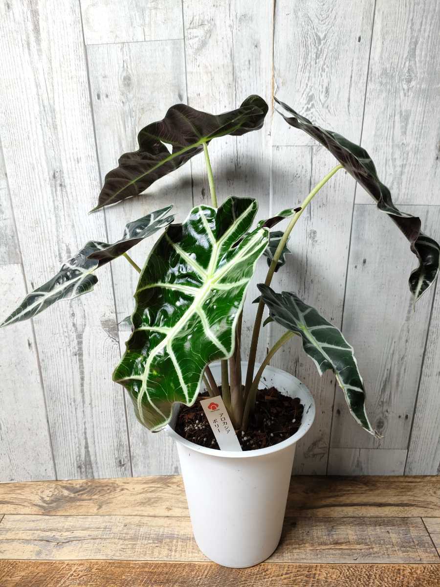 アロカシア アマゾニカ ポリー 6号 観葉植物 耐陰性 サトイモ科 熱帯アジア 観葉植物 売買されたオークション情報 Yahooの商品情報をアーカイブ公開 オークファン Aucfan Com