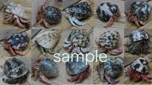 オオナキヤドカリ 綺麗な赤パープル ミドルサイズ ピンクの鋏 夜光貝 美個体 Www Eliteairsydney Com Au