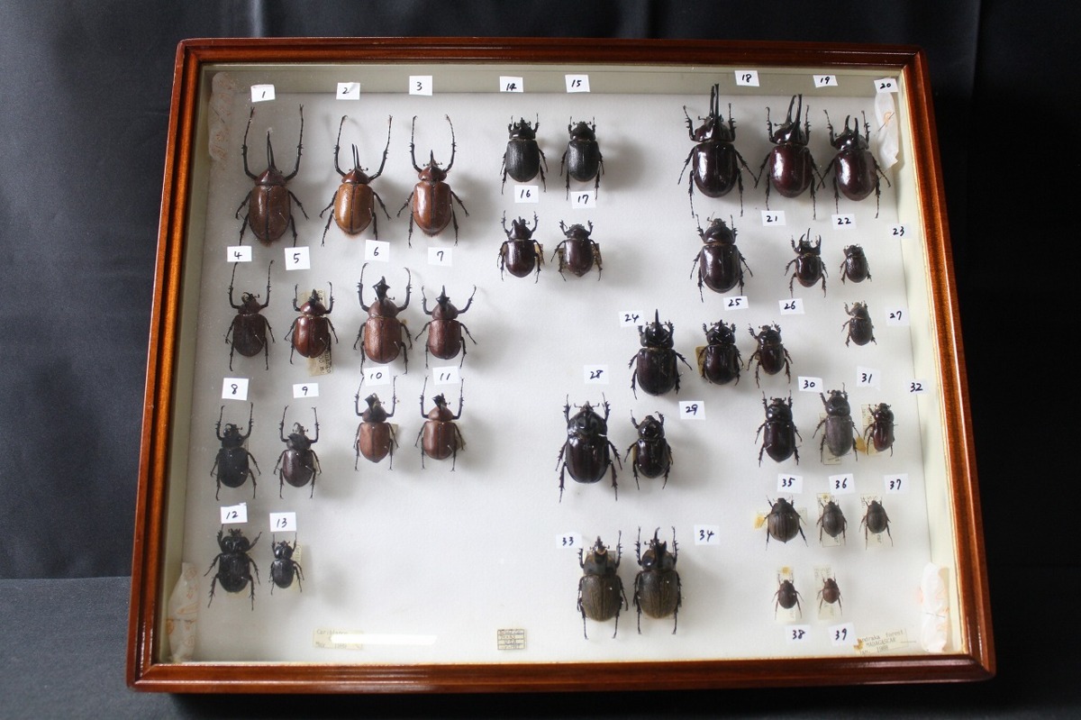 定番，送料無料 12oP05712E カブトムシ標本 ノコギリタテヅノカブトほか カブトムシ多種類 計39体 木製ケース付き 最大103ｍｍ 現状品(その他)｜売買されたオークション情報、yahooの商品情報をアーカイブ公開 - その他