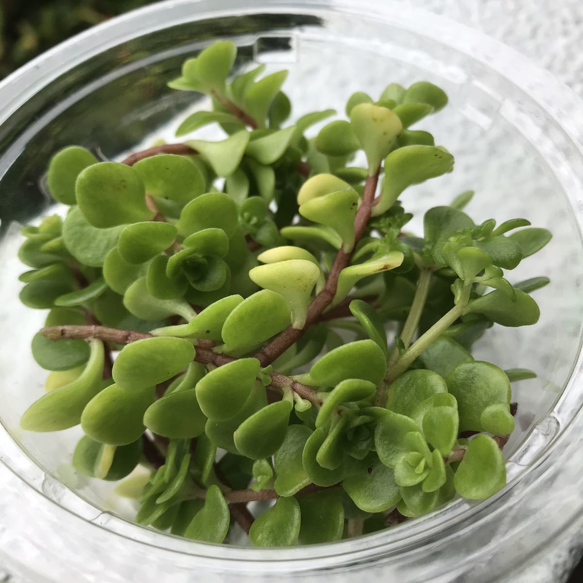 多肉植物 セダム 丸葉万年草 グランドカバー 雑草対策などに 苗 売買されたオークション情報 Yahooの商品情報をアーカイブ公開 オークファン Aucfan Com