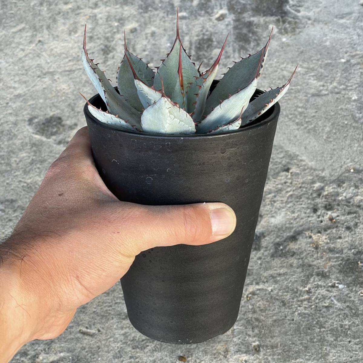 アガベ パリー チワワagave parryi Chihuahua ④ 【公式通販】