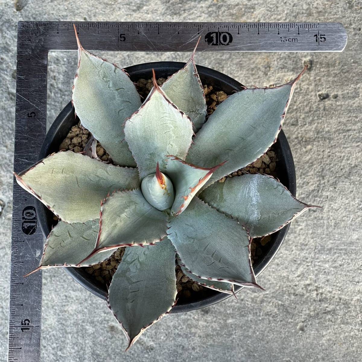 アガベ パリー チワワagave parryi Chihuahua ④ 【公式通販】