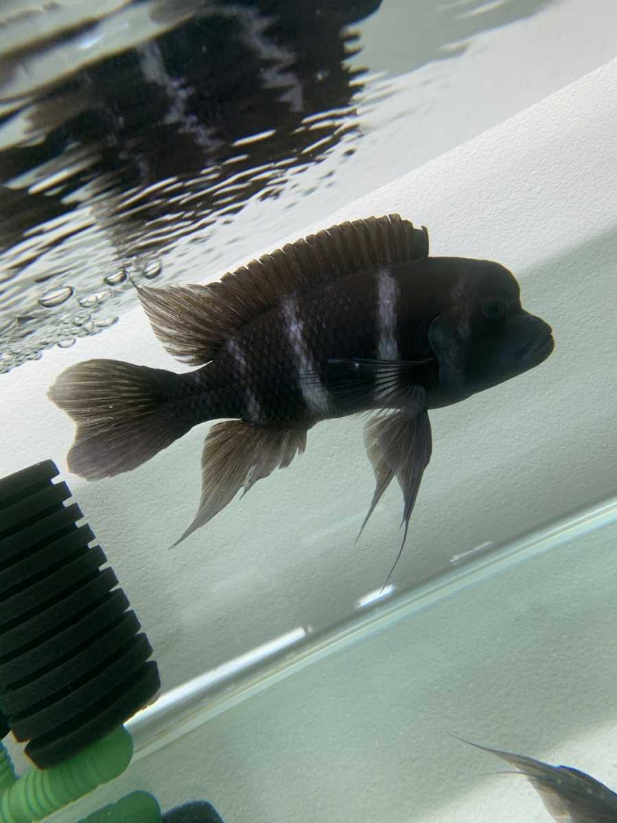 フロントーサ（観賞魚｜熱帯魚・アクアリウム）：ペット アフリカン 