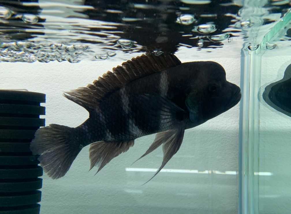 フロントーサ（観賞魚｜熱帯魚・アクアリウム）：ペット アフリカン 