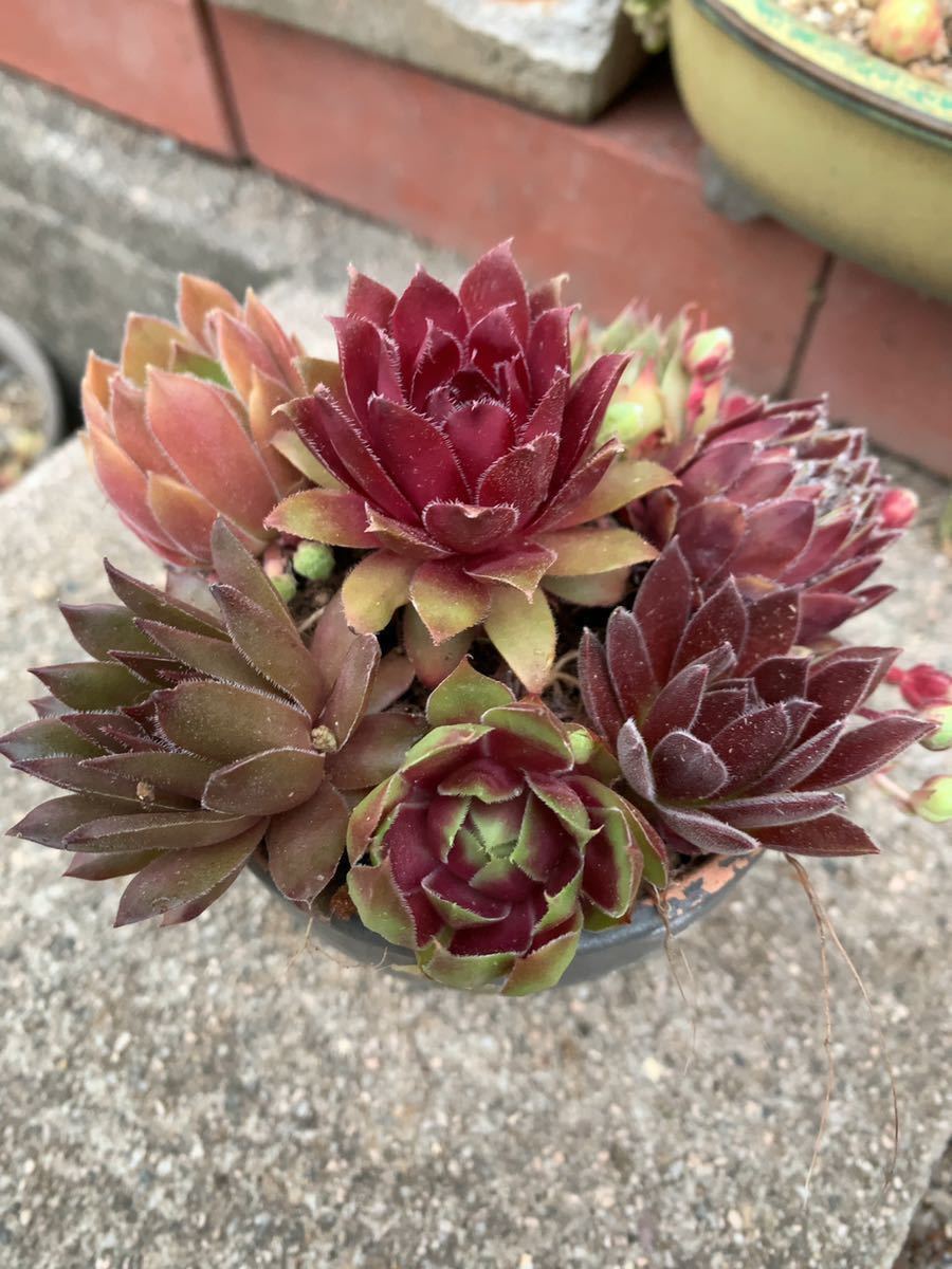 センペルビウム 彩りセンペルセット8種類 ちょっと大き目 Sempervivum 多肉植物 寄せ植えに 予備苗付き 根付苗 サボテン 売買されたオークション情報 Yahooの商品情報をアーカイブ公開 オークファン Aucfan Com