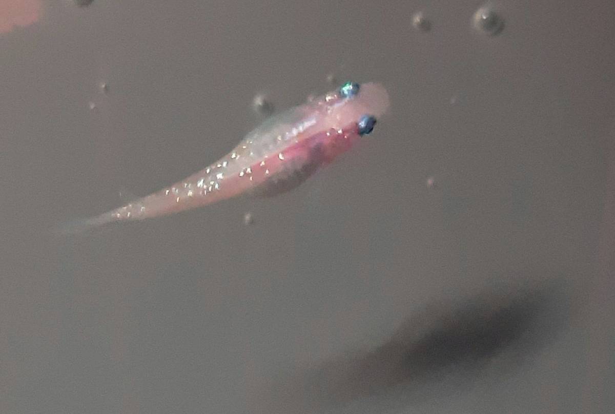 極上白桜めだか 極上白桜メダカの有精卵15 A 補償分 みゆき 白 ピンク ラメ めだか 売買されたオークション情報 Yahooの商品情報をアーカイブ公開 オークファン Aucfan Com