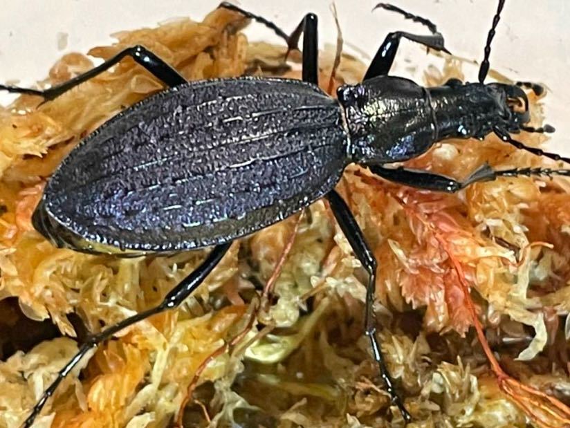 初物 WILD ヒメオオルリオサムシ(オオルリオサムシ 南富良野亜種)2ペア