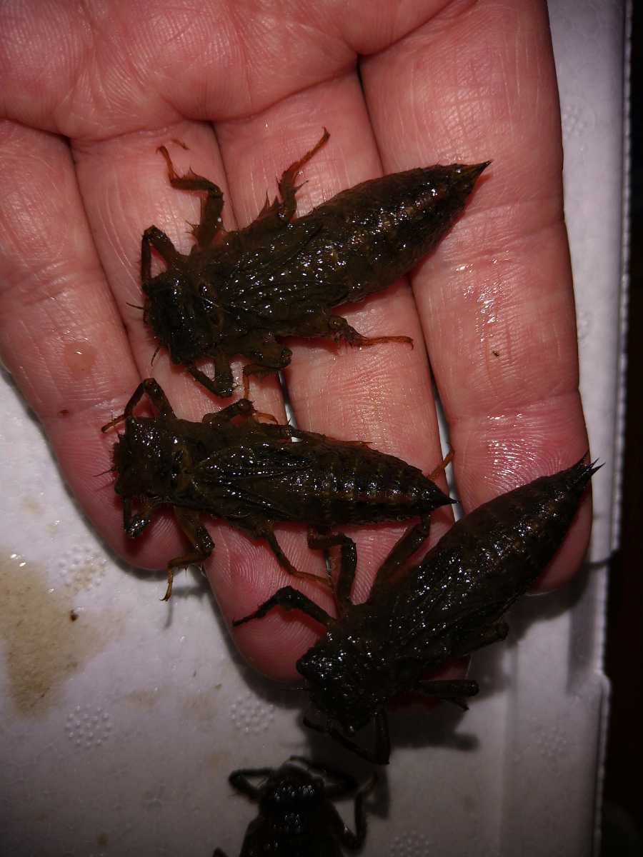 オニヤンマのヤゴ 5匹セット 魚類 水生生物 売買されたオークション情報 Yahooの商品情報をアーカイブ公開 オークファン Aucfan Com