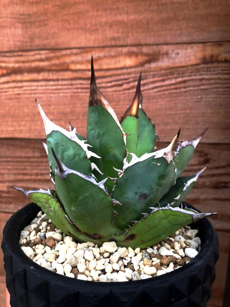 アガベ チタノタ ブラックファイヤー 鉢植え発送 黒火焔 Agave