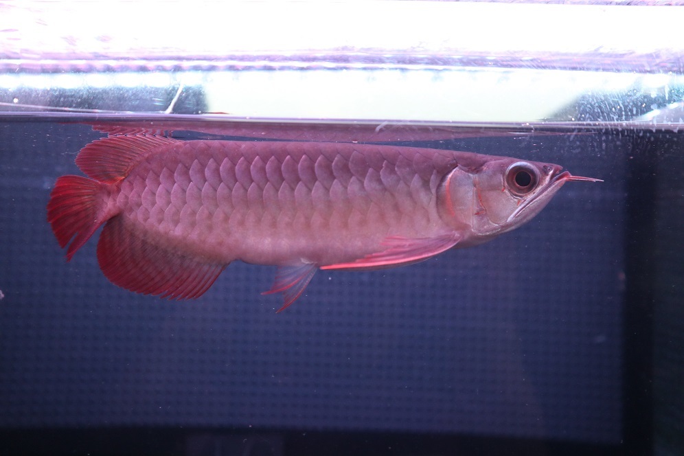 No 334 スーパーレッドアロワナ アロワナ アジアアロワナ 亜細亜龍魚 Oorbe Com Br No 334 スーパーレッドアロワナ アロワナ アジアアロワナ 亜細亜龍魚 Oorbe Com Br
