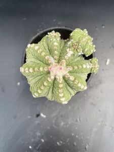 花籠 サボテンの値段と価格推移は 38件の売買情報を集計した花籠 サボテンの価格や価値の推移データを公開