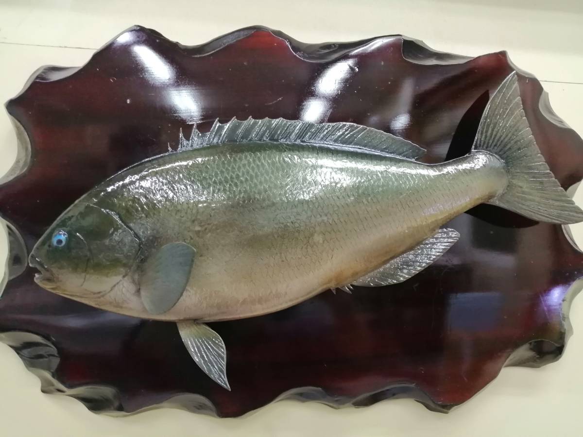魚の剥製 グレ めじな 剥製レプリカ Www Mayfloweracademy Org