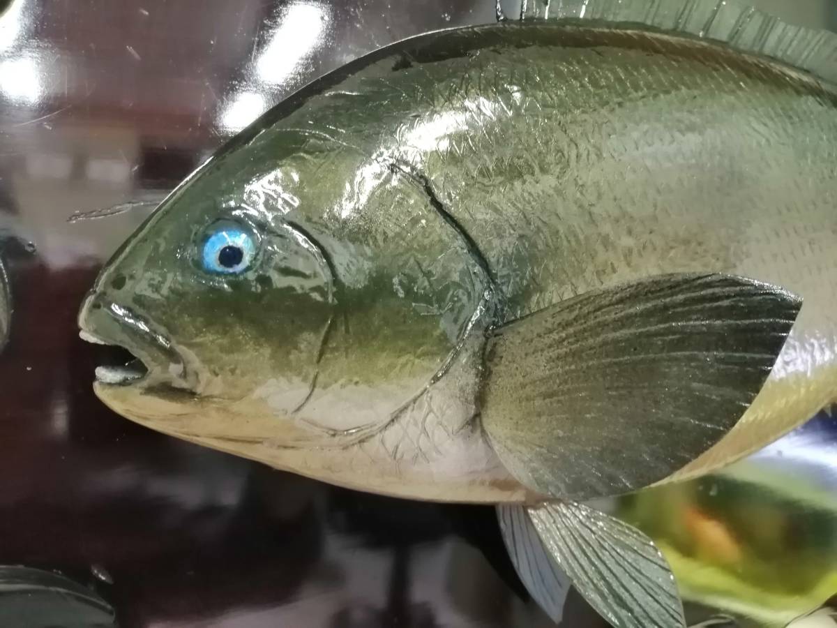 魚の剥製 グレ めじな 剥製レプリカ Www Mayfloweracademy Org
