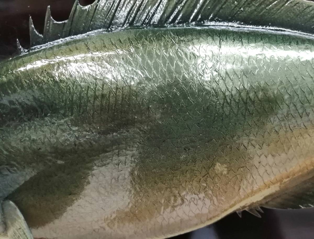 魚の剥製 グレ めじな 剥製レプリカ Www Mayfloweracademy Org