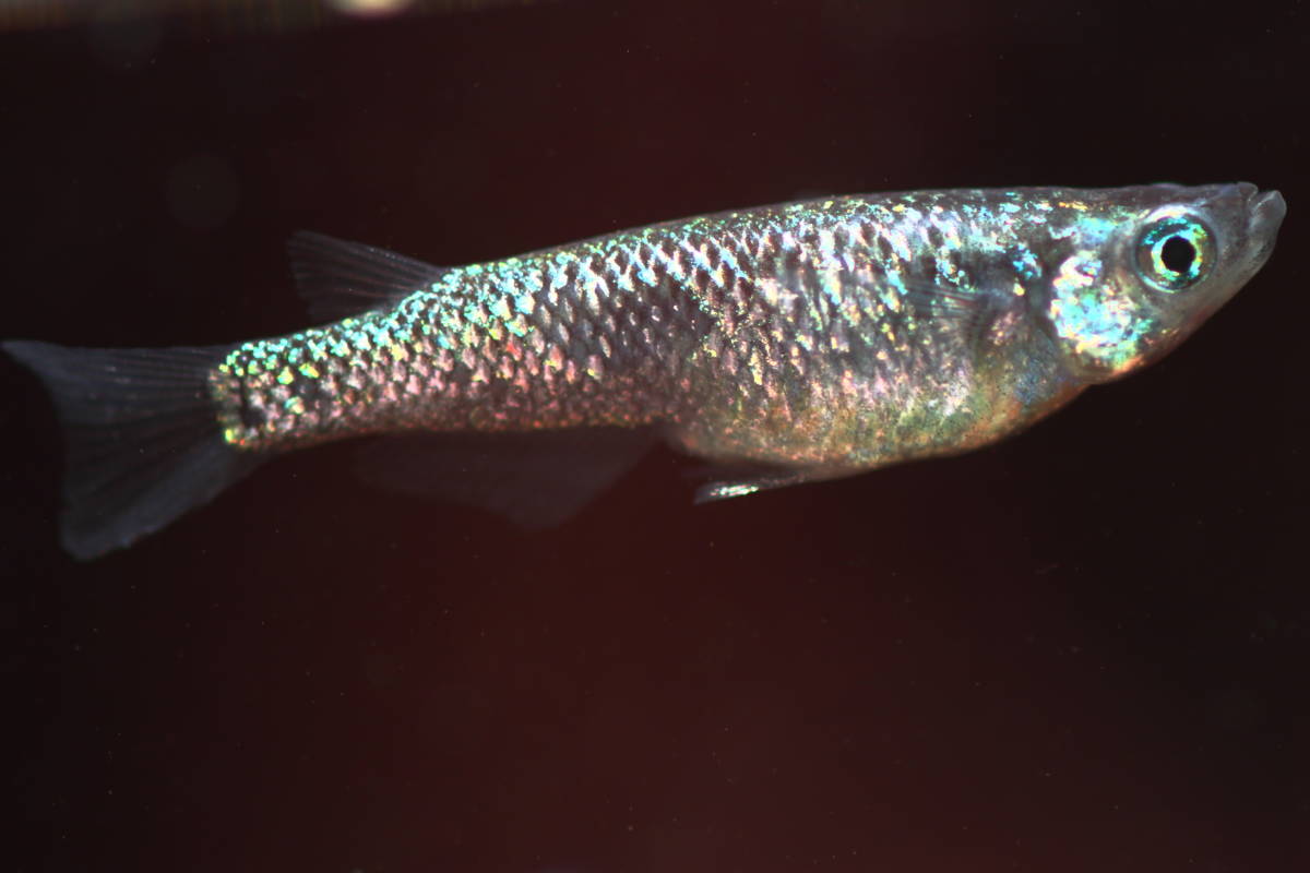 横見最高 究極の黒ラメ幹之 鬼ラメ メダカの有精卵個 A めだか 売買されたオークション情報 Yahooの商品情報をアーカイブ公開 オークファン Aucfan Com