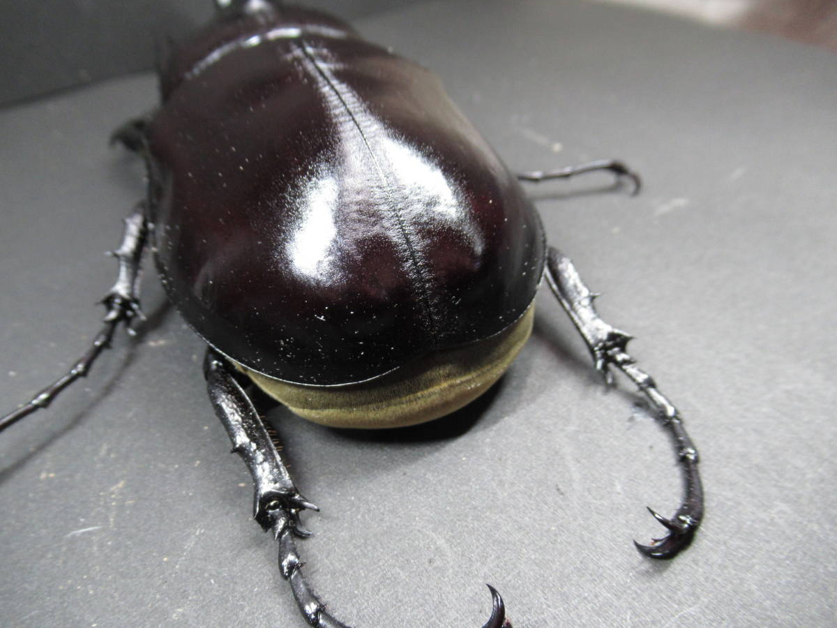 レックスゾウカブト】 アクティオンゾウカブト 新成虫（♂118mm