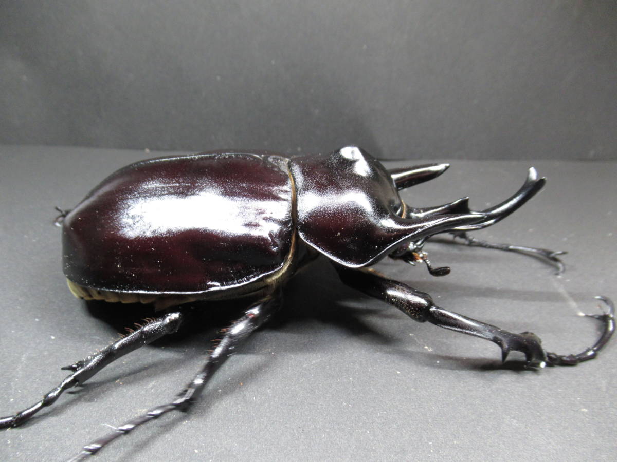 レックスゾウカブト】 アクティオンゾウカブト 新成虫（♂118mm