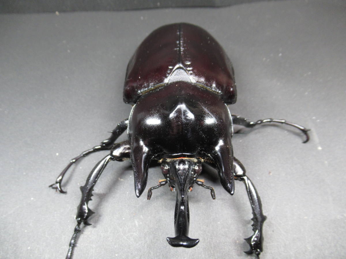 レックスゾウカブト】 アクティオンゾウカブト 新成虫（♂118mm