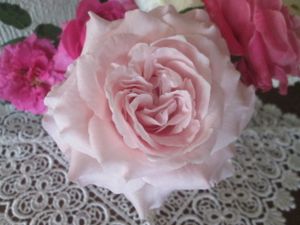 バラ切花品種の値段と価格推移は 18件の売買情報を集計したバラ切花品種の価格や価値の推移データを公開