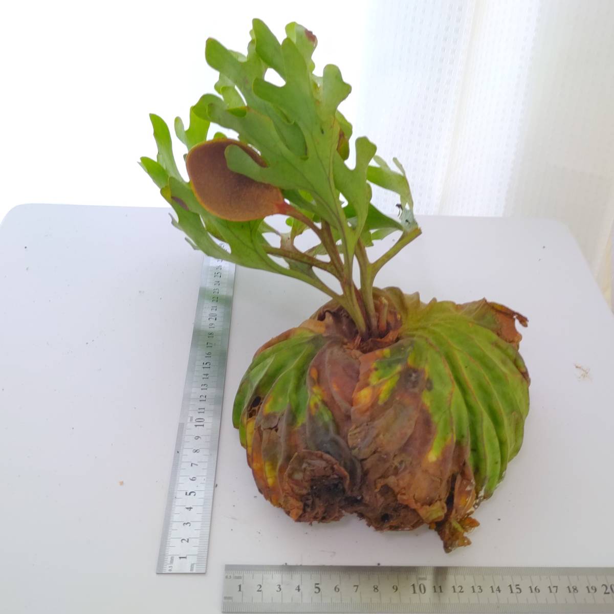 ☆１円スタート☆053 ビカクシダ 植物☆Platycerium ridleyii (プラティケリウム リドレイ)center borneo wild/コウモリラン/麋角羊歯