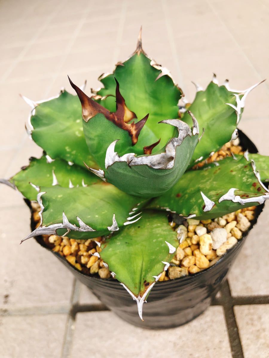 チタノタ アガべ ボールタイプ Agave ノーネーム