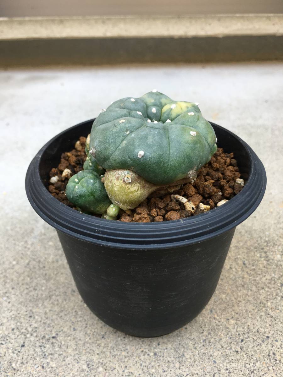 ロホホラ 斑入り カキコ 【公式通販】