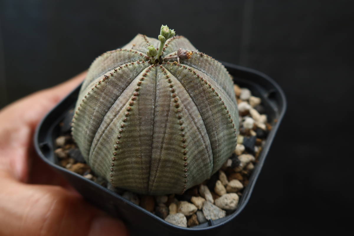 Euphorbia | オベサ Obesa ユーフォルビア obesa - 木質化11稜 isla