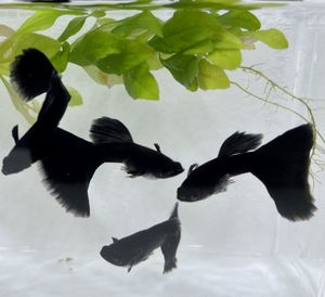 国産グッピー フルブラックの値段と価格推移は 8件の売買情報を集計した国産グッピー フルブラックの価格や価値の推移データを公開