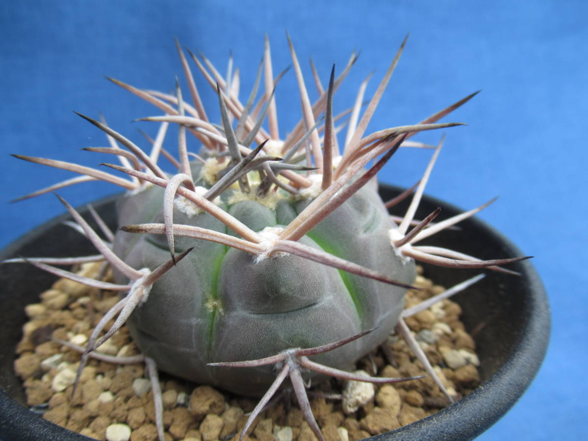 守金魔天竜 Gymnocalycium ギムノカリキウム 魔天竜 ギムノカリキウム