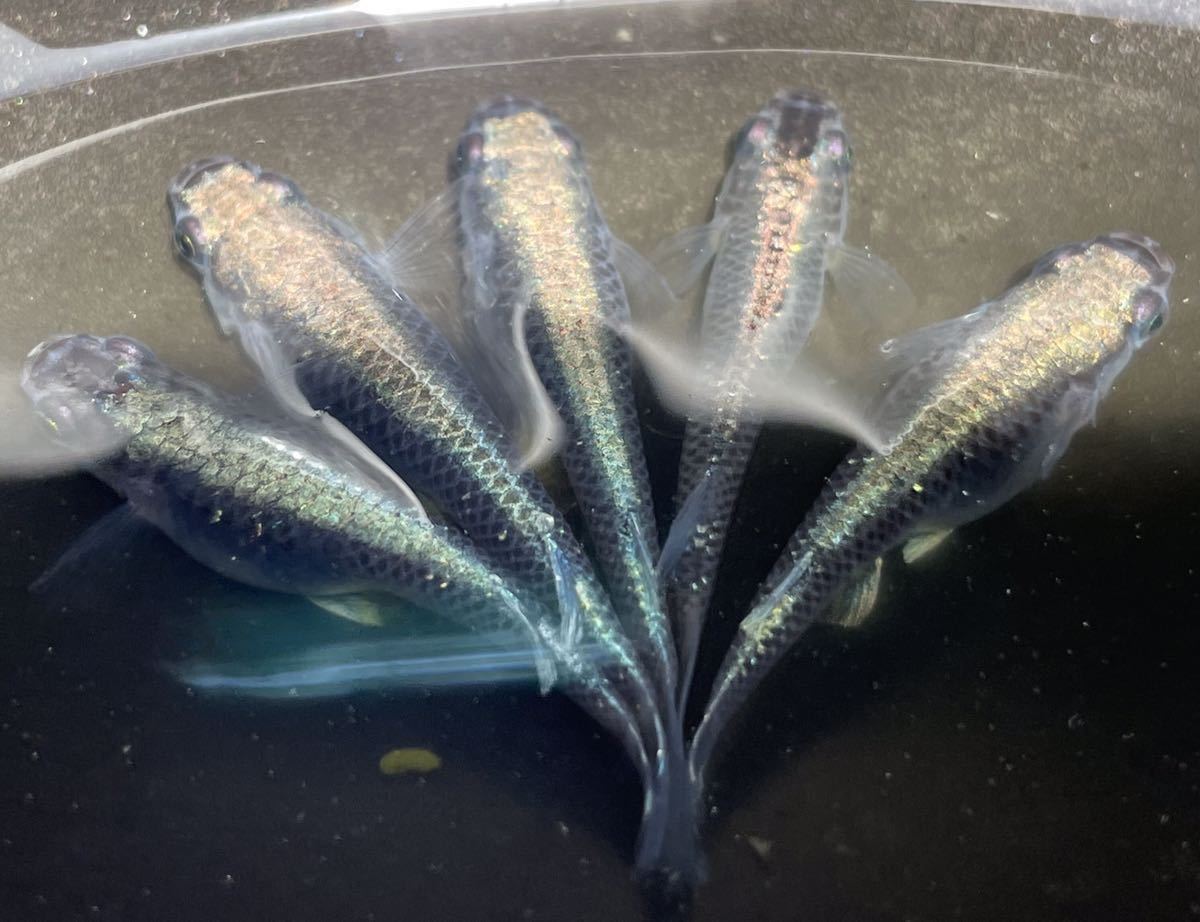 初心者おすすめ マニュアル付き カブキメダカの卵35個 A めだか 卵 Psb メダカの卵 京都めだか販売所 めだか 売買されたオークション情報 Yahooの商品情報をアーカイブ公開 オークファン Aucfan Com