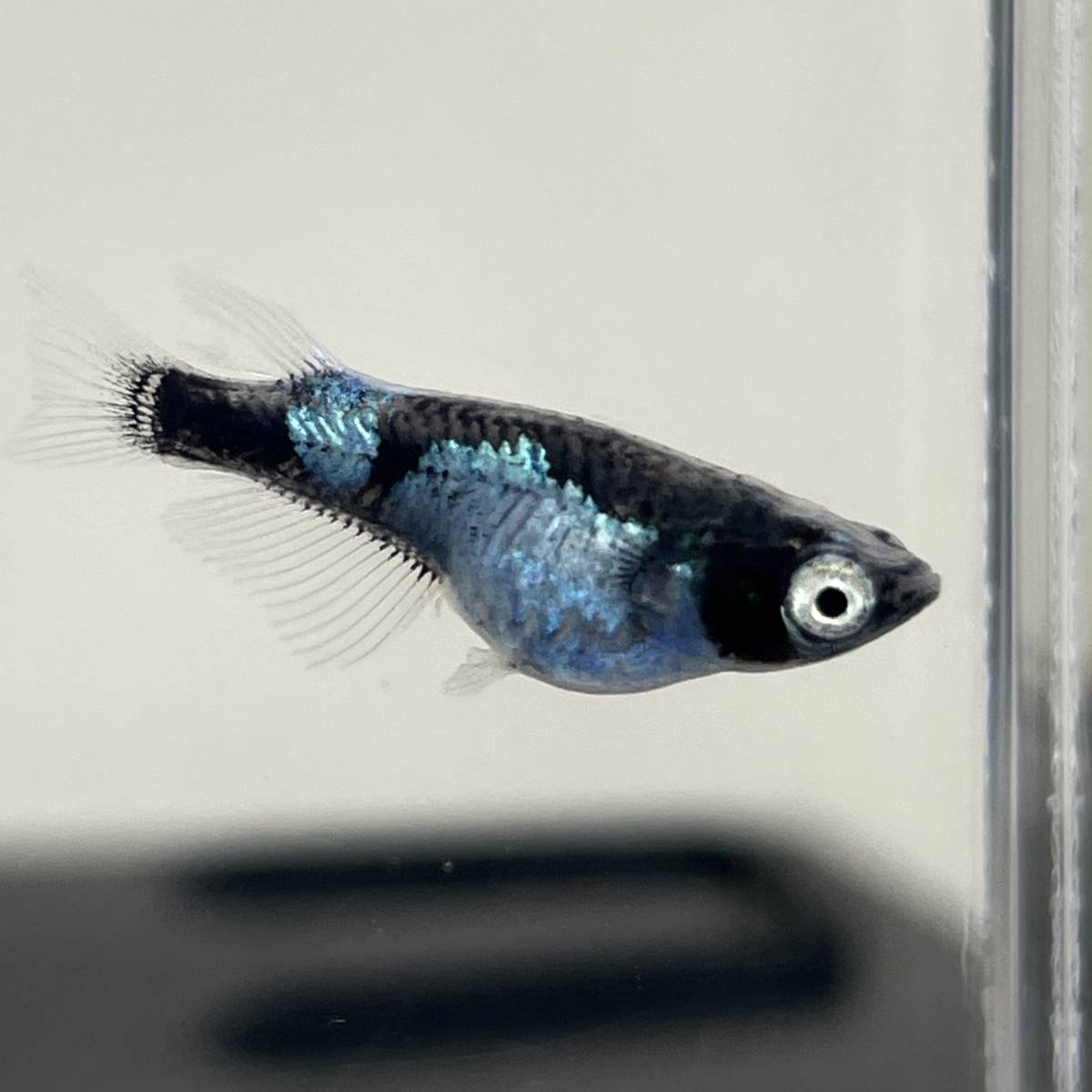 西郷めだか ブルネロ 1ペア 若魚 めだか 売買されたオークション情報 Yahooの商品情報をアーカイブ公開 オークファン Aucfan Com
