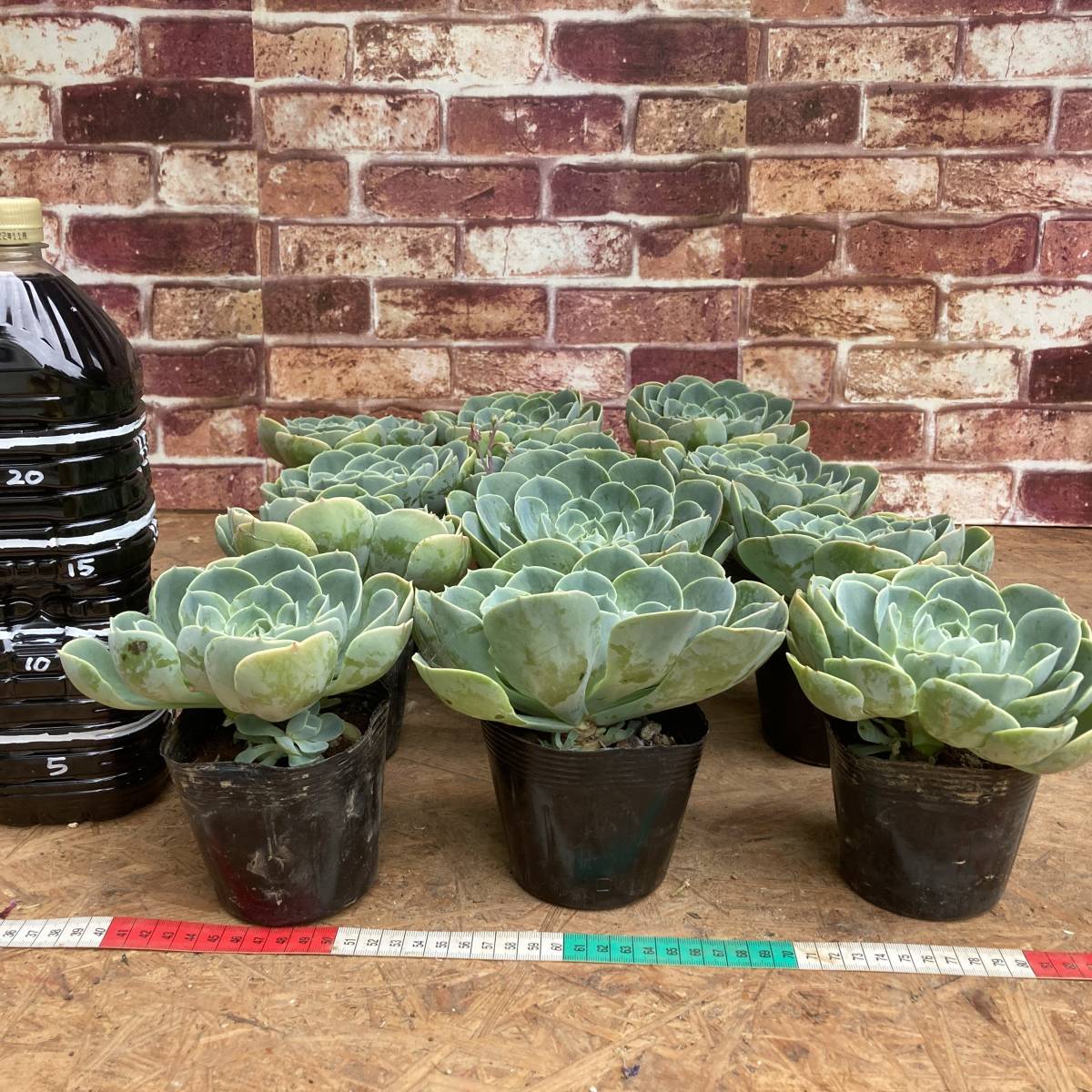 エケベリア 七福神 多肉植物 | APPS-BICENTENARIO-PRD-01
