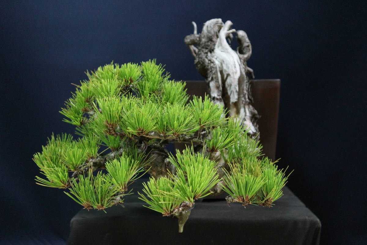 ☆盆美術館☆ 信州赤松半懸崖中品盆栽 山木 植木鉢 樹高34cm 展示会 