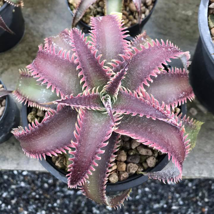 Dyckia ディッキア ワレン Bill Warren Baker hybrid 公式通販 Baker's
