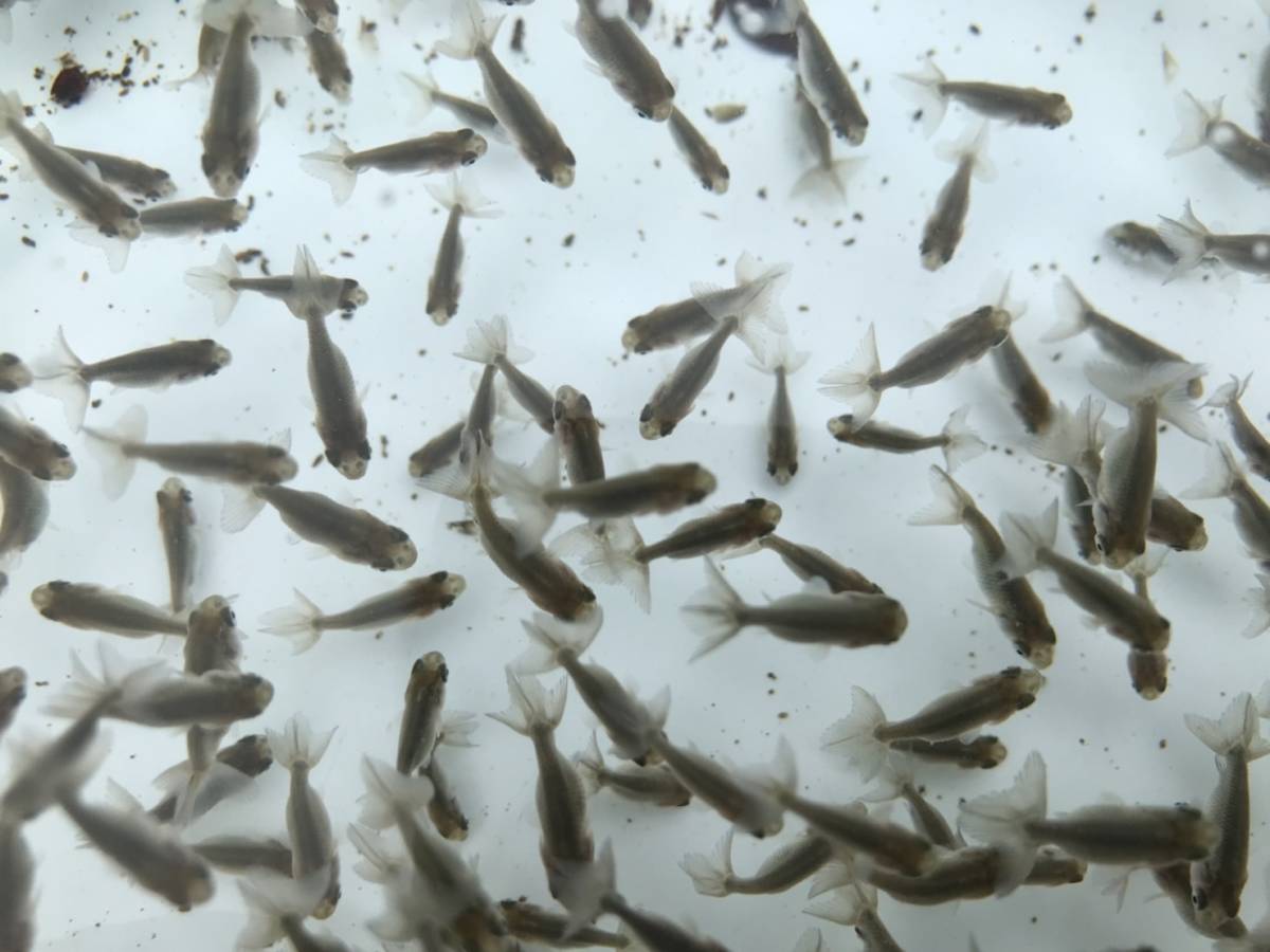 多古金魚 協会系黒らんちゅう 青子 選別漏れ 260匹 A 動画あり ｃ らんちゅう 売買されたオークション情報 Yahooの商品情報をアーカイブ公開 オークファン Aucfan Com