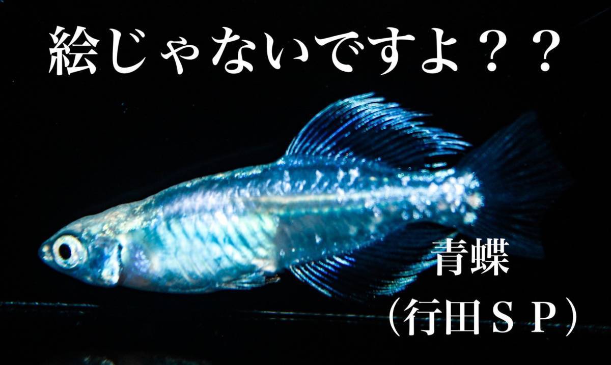 絵じゃない よ 青蝶めだか 行田sp 有精卵15個 ロングフィン サファイア ブルージェイ モルフォ 夜桜 卑弥呼 めだか 売買されたオークション情報 Yahooの商品情報をアーカイブ公開 オークファン Aucfan Com