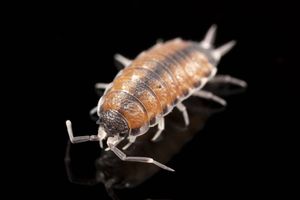 ワラジムシの値段と価格推移は 478件の売買情報を集計したワラジムシの価格や価値の推移データを公開