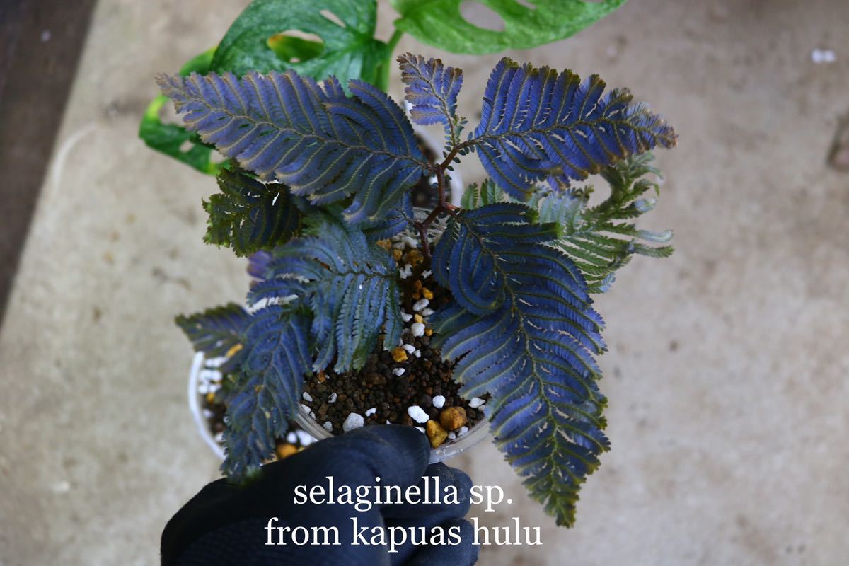 No.022/-TGK-R0210/セラギネラsp./selaginella sp./特選個体！熱帯植物 