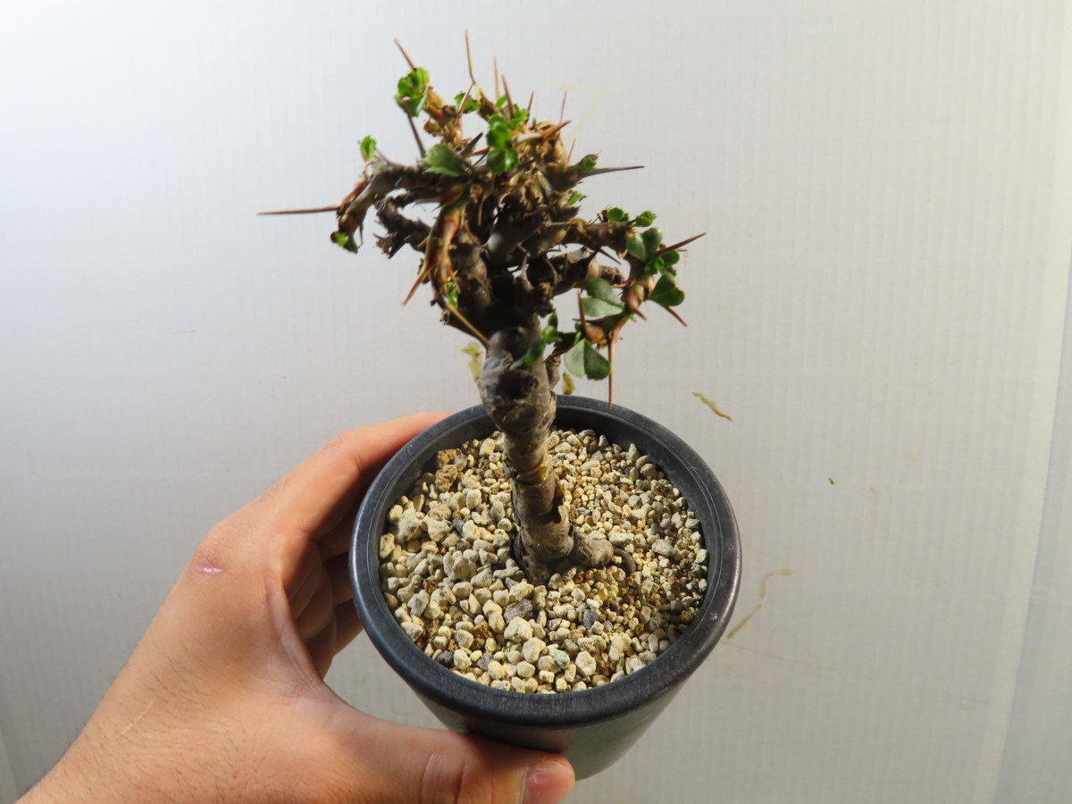カラキ（沖縄シナモン）苗 植物 オキナワニッケイ 香り 花卉園芸