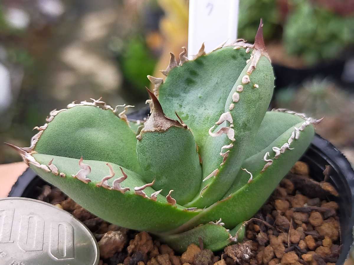 ロック　アガベ　ロウルサンコ メルカリ便発送&ロウルサンコさんラベル付き☆アガベ ロック - メルカリ