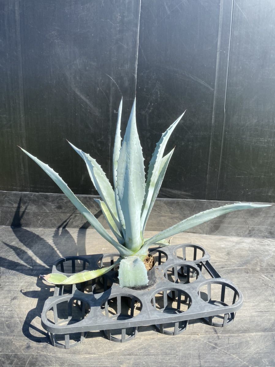 Agave americana？ アメリカーナ？ 大株 美株 3 Agave americana