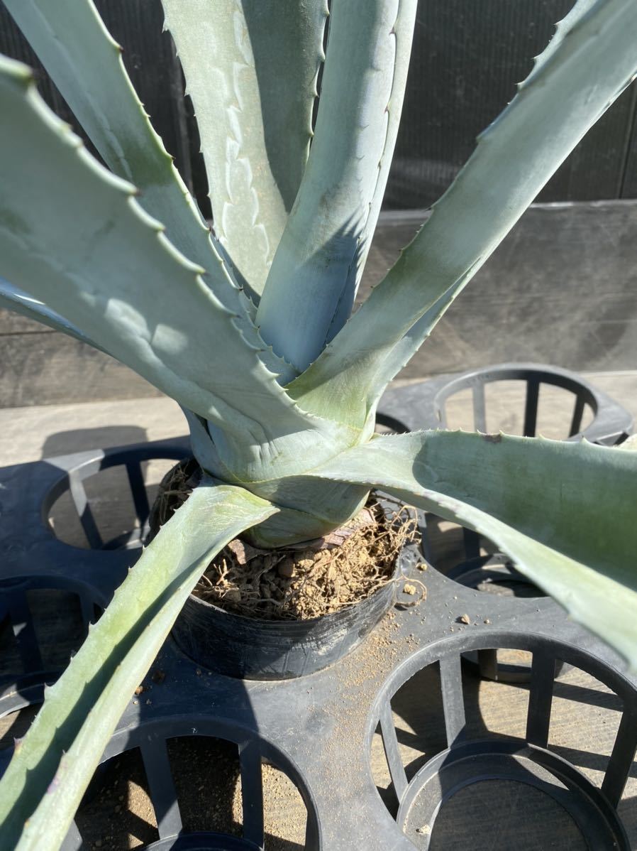 Agave americana？ アメリカーナ？ 大株 美株 3 Agave americana