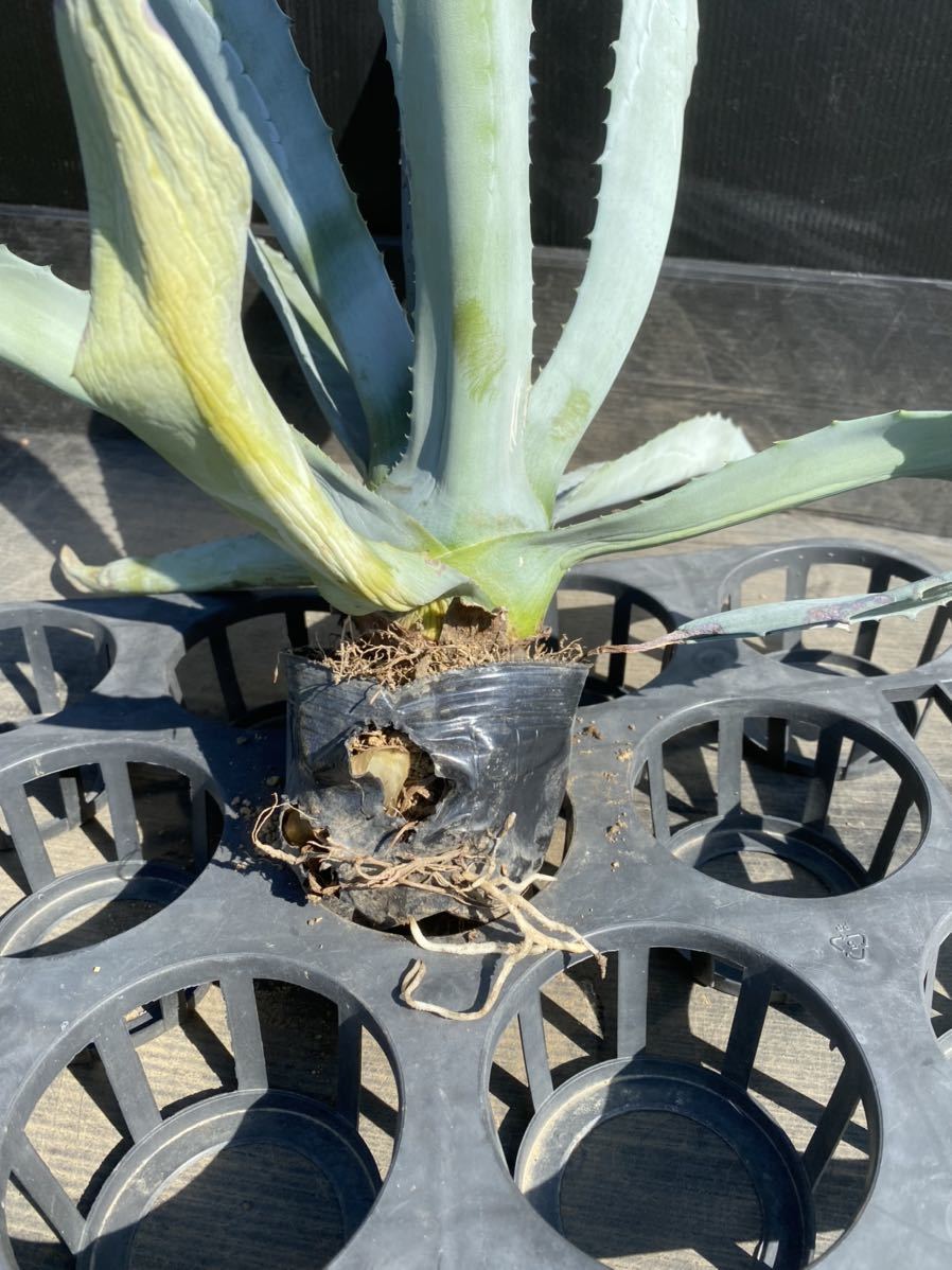 Agave americana？ アメリカーナ？ 大株 美株 3 Agave americana