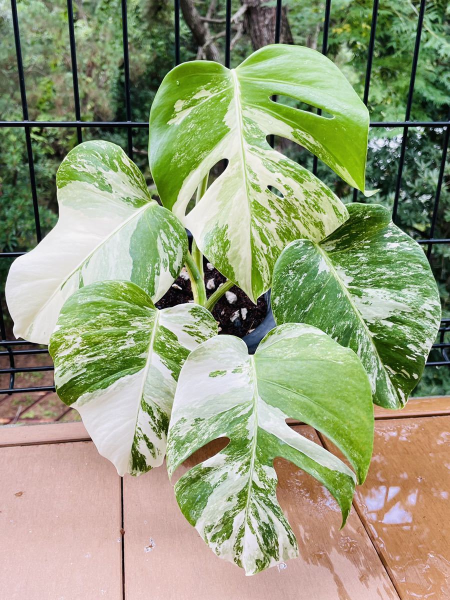 斑入りモンステラ極上ホワイトタイガーフルムーン4号鉢植え発根済み 24