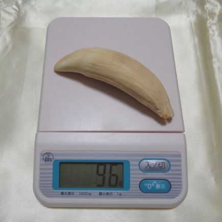 マッコウクジラ 歯 牙 貴重品 （C）（A059） 天然マッコウクジラ歯です