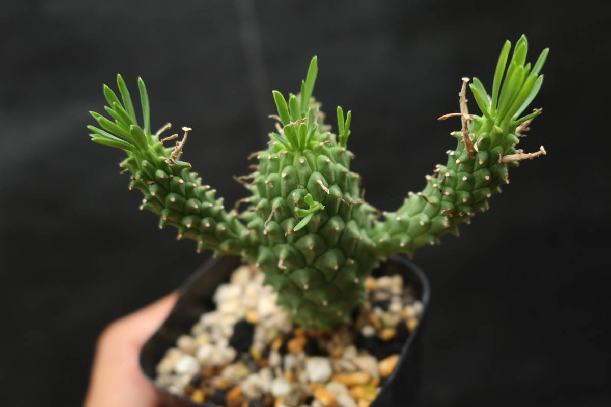 N□ Euphorbia davyi □ユーフォルビア・デイビー□蛇鱗丸□実生