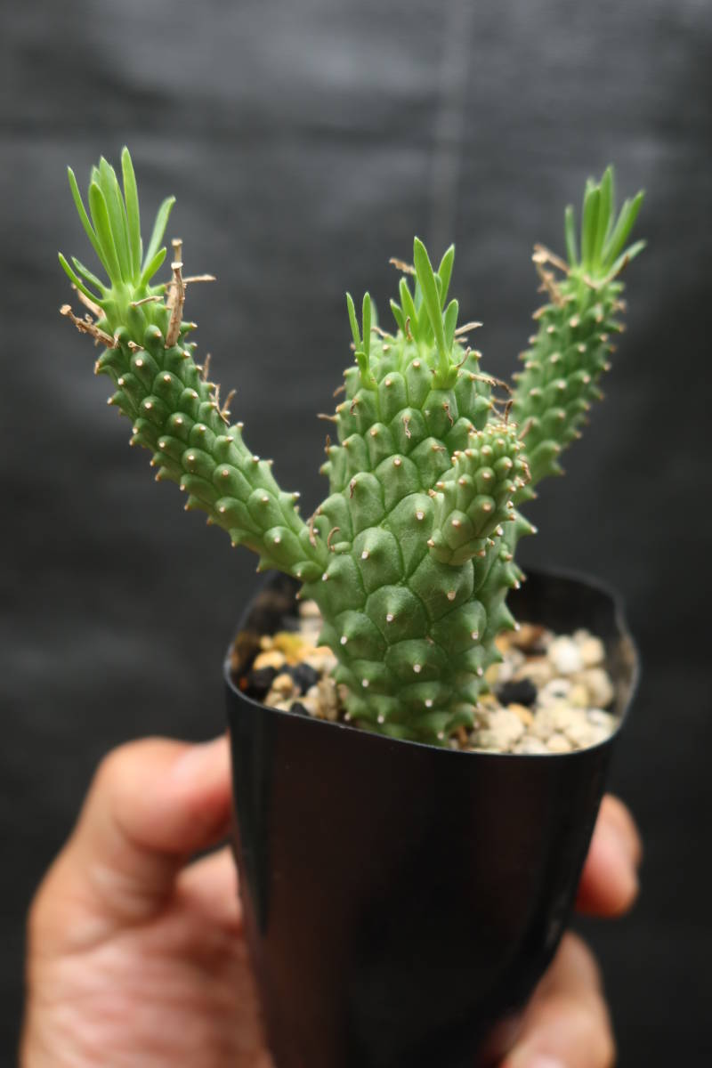 N□ Euphorbia davyi □ユーフォルビア・デイビー□蛇鱗丸□実生