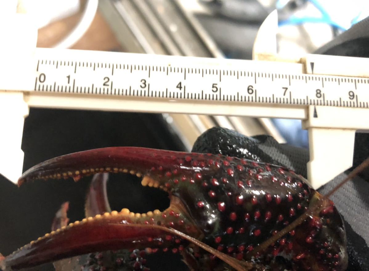 Big clarkii 北大阪産　下爪7.7cm